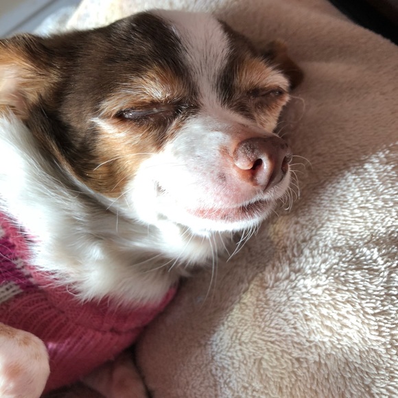 Meet your Posher, Grace - Picture 1 of 1